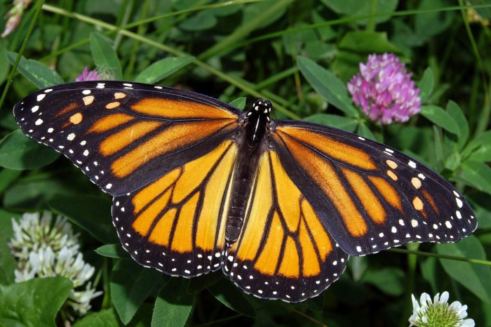 After 90% Decline, Protection Sought for Monarch Butterfly