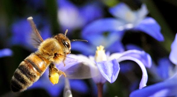 Pesticides Are Killing The Global Bee Population (VIDEO)