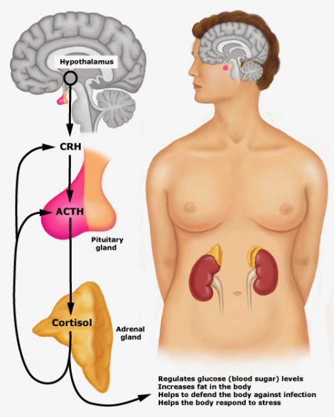 The Negative Effects of Cortisol