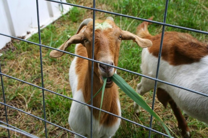 Goats better than chemicals for curbing invasive marsh grass