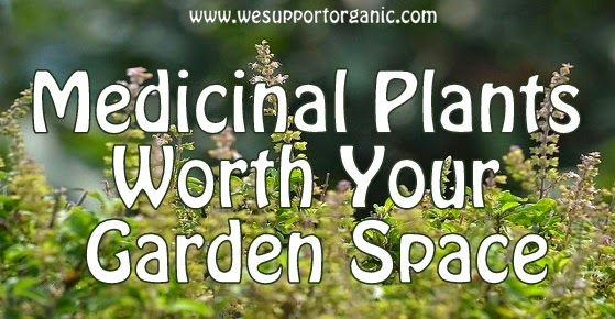 10 Medicinal Plants that Should be in Every Garden