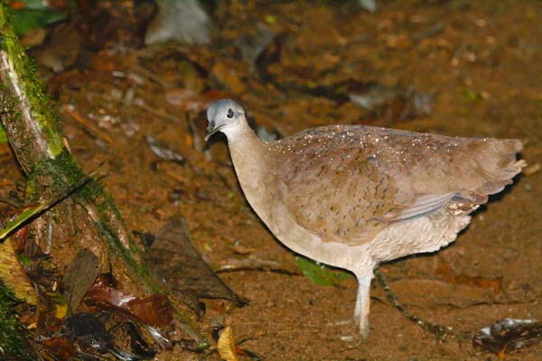 Stanford: Diversified farming practices may preserve diversity of wildlife