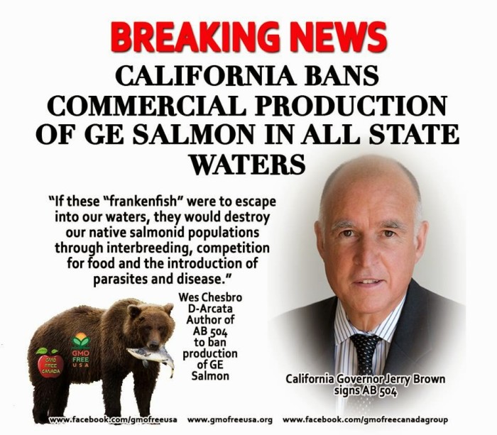 Cali Governor Signs Bill Banning GMO Salmon Production