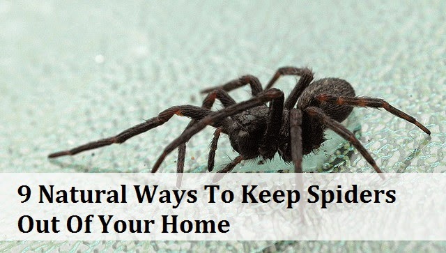 9 Natural Ways To Keep Spiders Out Of Your Home