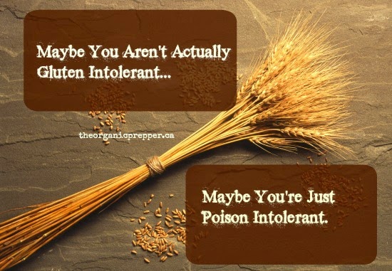 Maybe You Aren’t Actually Gluten Intolerant – Maybe You’re Just Poison Intolerant