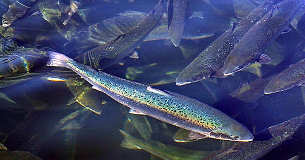 Norwegian Authorities Ban GM Fish Feed over Antibiotic Resistance Fears