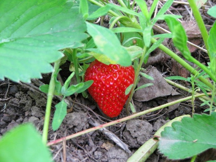 How Did This Happen? Even Organic Strawberries are Grown with Pesticides