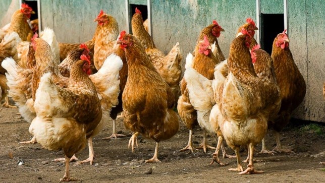 German Poultry Industry Giant Returns to GMO-Free Production