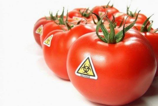 Europe Revokes Monsanto’s ‘Fraudulent’ GMO Tomato Patent