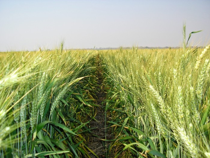 Crops can do their own weed control