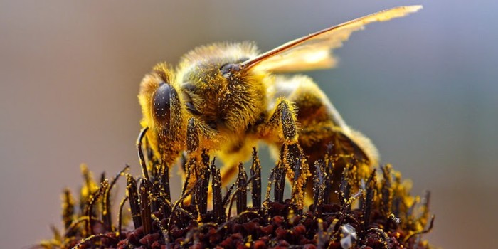 Research shows loss of pollinators increases risk of malnutrition and disease