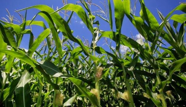 South Korean Institute Discovers ‘Mystery Plants’ from Imported GMOs