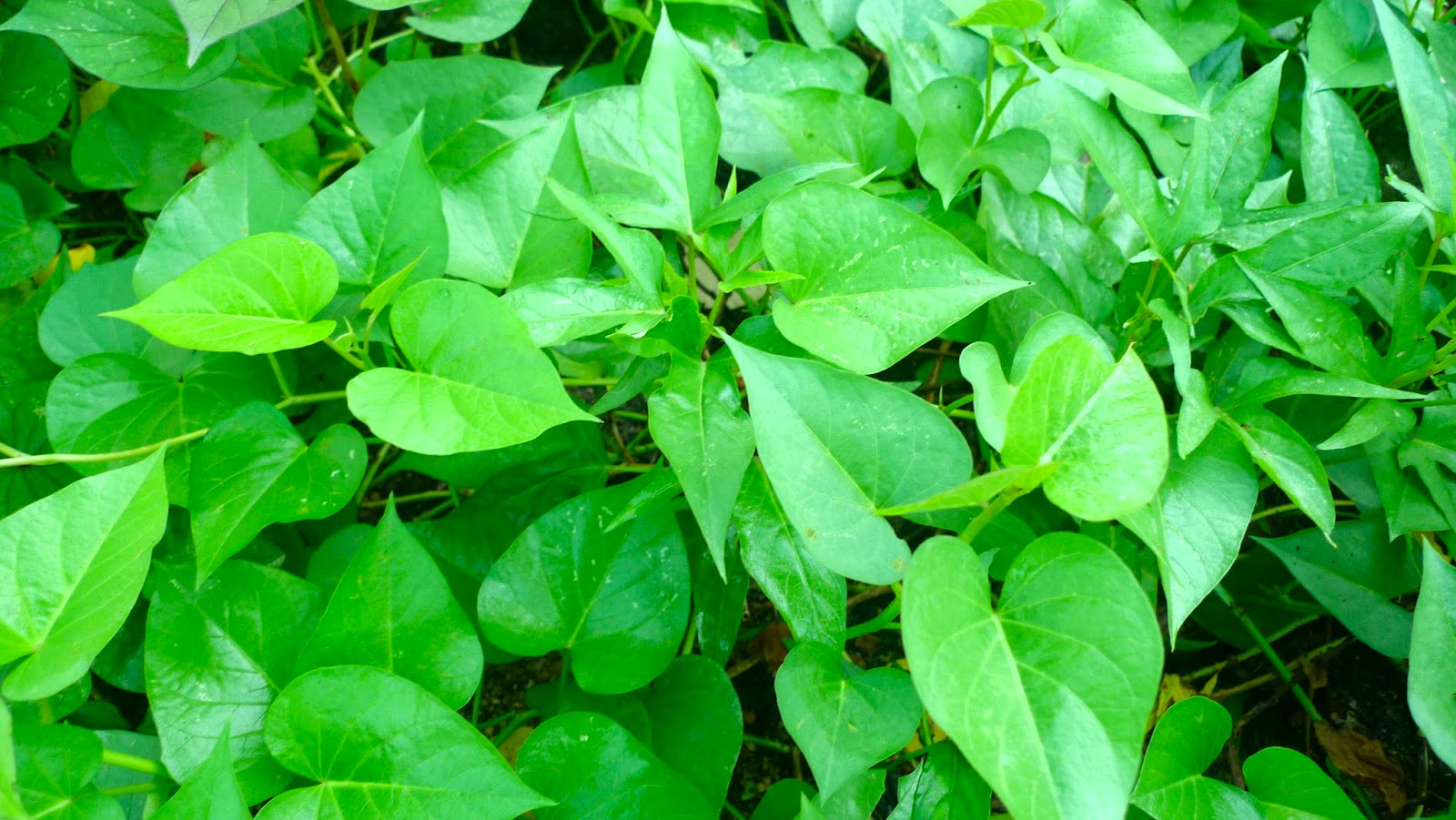 Sweet potato leaves are a good source of vitamins Study