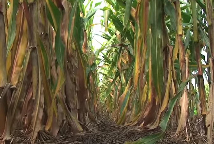 Look What This No-Till Method is Doing for Cash Crop Farmers