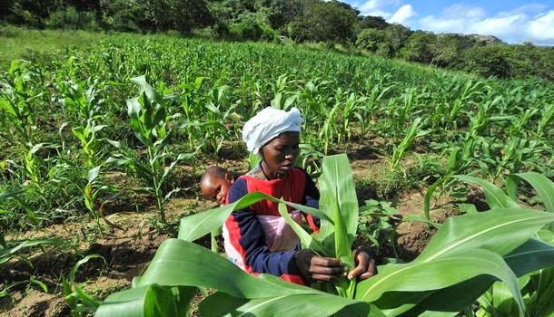 US Government, Monsanto and Gates Foundation Push GMOs on Unwilling Africa