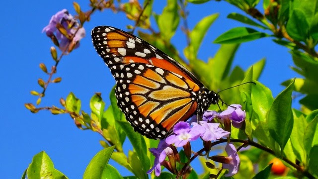 Roundup-Ready GM Crops Leave Monarch Butterflies Close to Extinction