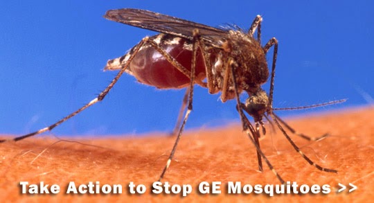 GE Mosquitoes Could Soon Be on the Loose