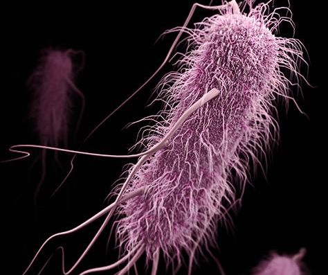 Common bacteria on verge of becoming antibiotic-resistant superbugs