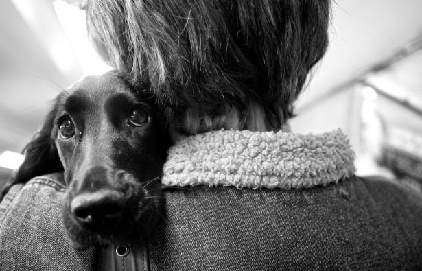 Could Man’s Best Friend Be Man’s Best Medicine?