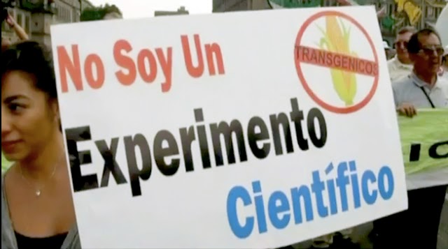 Monsanto and DuPont Lose Initial Appeals over Mexico GM Maize Ban