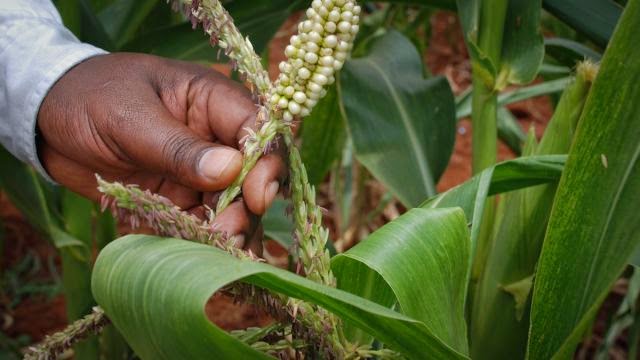 GM Maize Transgenes Penetrate Small Farmers Seed Supplies in South Africa