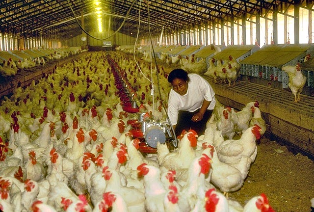 Bird Flu Poses Little Threat to People: CDC