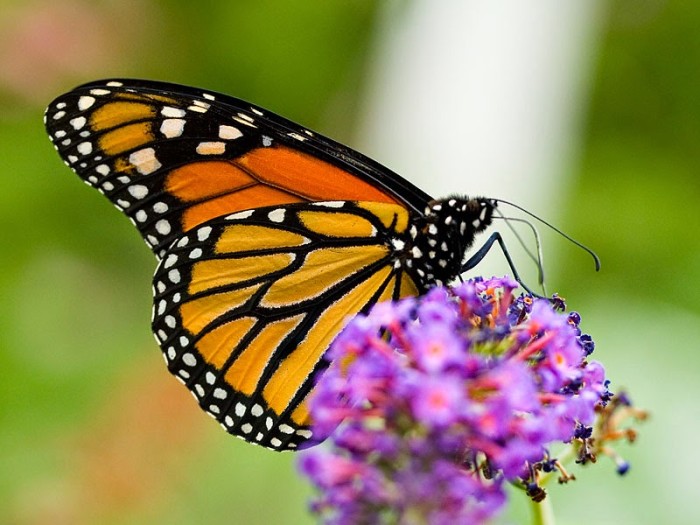 USDA research links pesticides to monarch butterfly declines