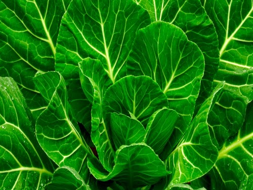 Want to Stay Mentally Sharp? Eat Your Greens!