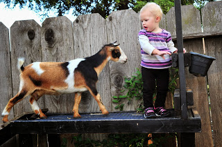 City Takes Family’s Two Mini Dairy Goats; Pay Thousands in Fines or Same to Rewrite Code