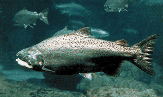 Canadian Risk Assessment Finds GMO Salmon Susceptible to Disease