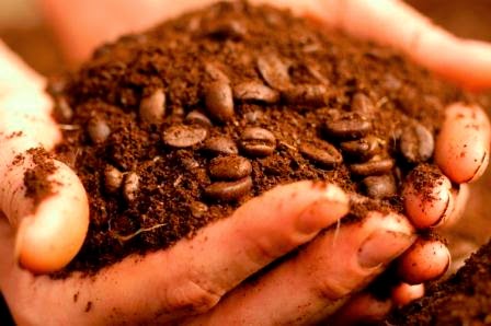 How used coffee grounds could make some food more healthful