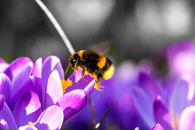 Introducing the World’s First “Bumblebee Highway” to Save the Bees