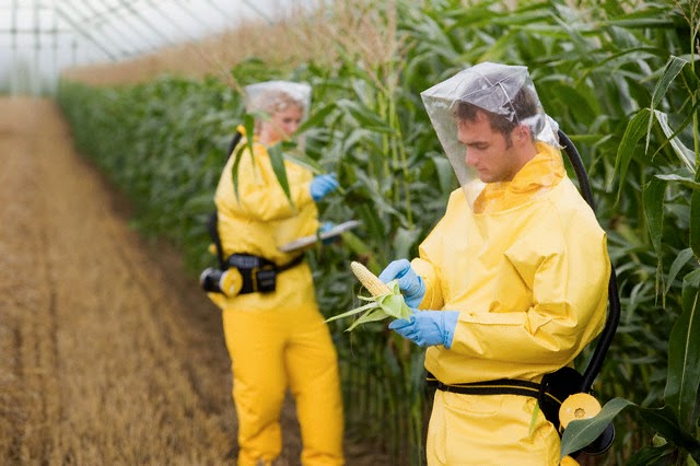 GMO Contamination Risk is Too High, Say Groups from Canada, Australia and Japan