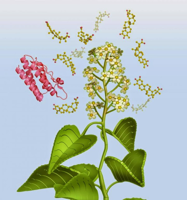 Researchers Want Chinese Medicine Thunder God Vine To Cut Obesity