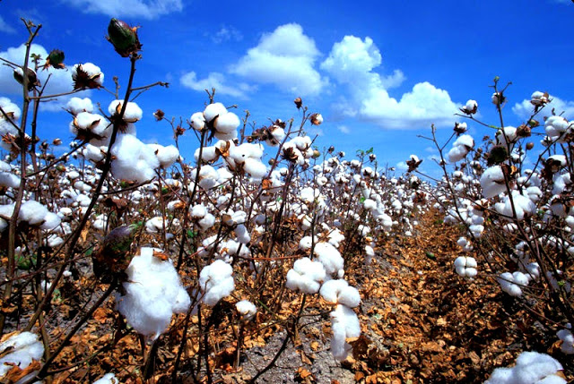 Cotton Isn’t as Innocent as You Think