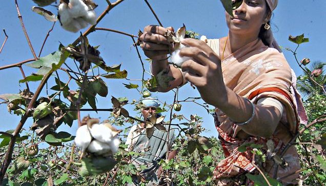 GM Cotton Does Not Increase Profits for Indian Farmers: Study