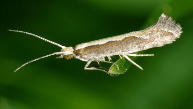 GM Moths Field Release near New York Causes Outrage