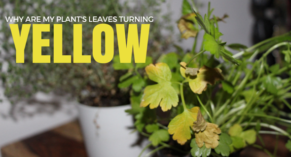 5 Reasons Your Plant’s Leaves Turn Yellow and How to Fix