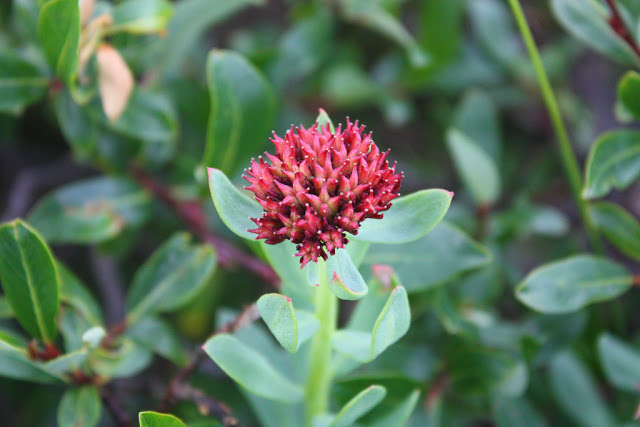 Popular Flowering Herb Acts As a Natural “Stress Vaccine”