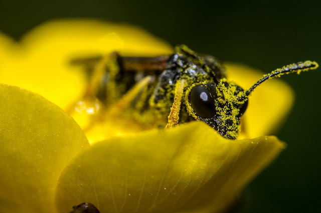 Pesticides Found in Most Pollen Collected from Foraging Bees in Massachusetts