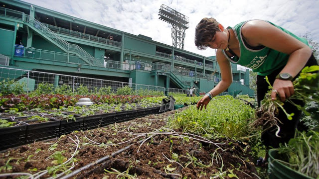 Fenway Park is ‘Going Organic’ With NEW Rooftop Garden!