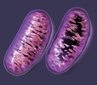Mitochondrial Collateral Damage – Which Substances Cause It?