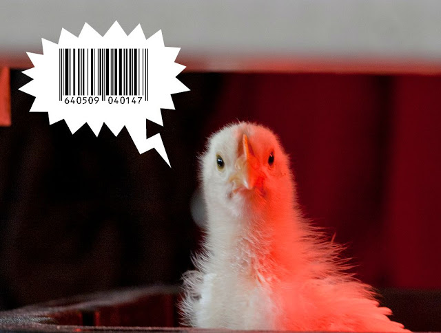 Is NC Requiring Barcodes for Backyard Chicken Owners?