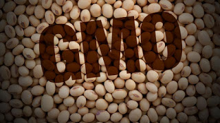 Study Indicates GMO Soy Produces EXCESS Formaldehyde