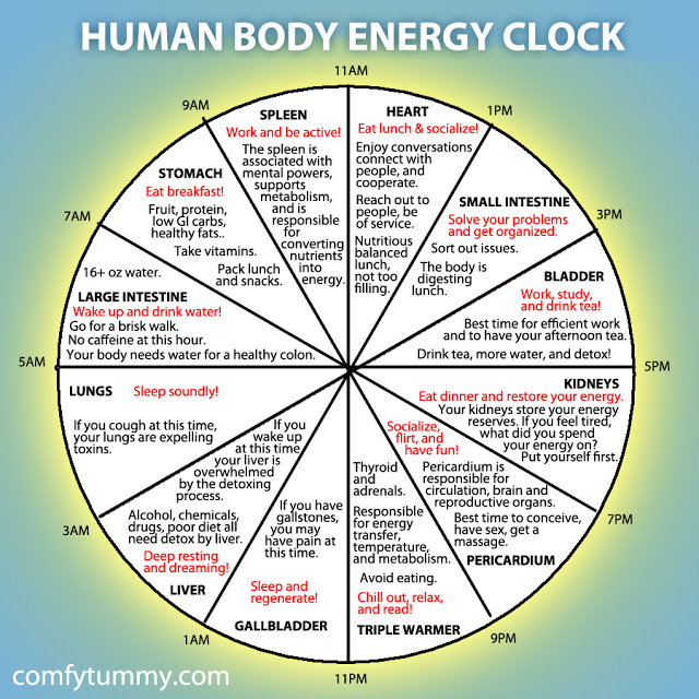 Human Body Energy Clock