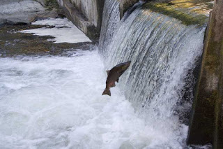 Are Salmon Dying from Hot Water in Northwestern Rivers, Or Could It Be Something Else?