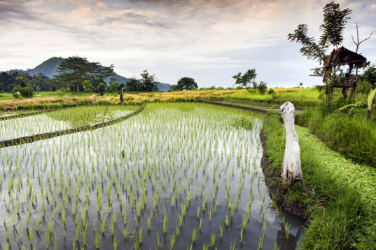 This Incredible System Generates Electricity From Living Plants