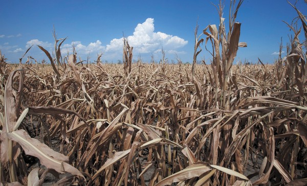 Dry Corn Belt Ahead Of Pollination May Spell Disaster For Farmers