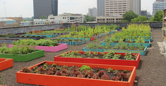 Homeless People Plant a Rooftop Organic Garden, Help Feed an Entire Shelter