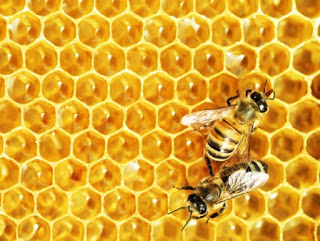 Neonics Causing Bee Collapse with ‘Limited to No Benefit’ for Farmers